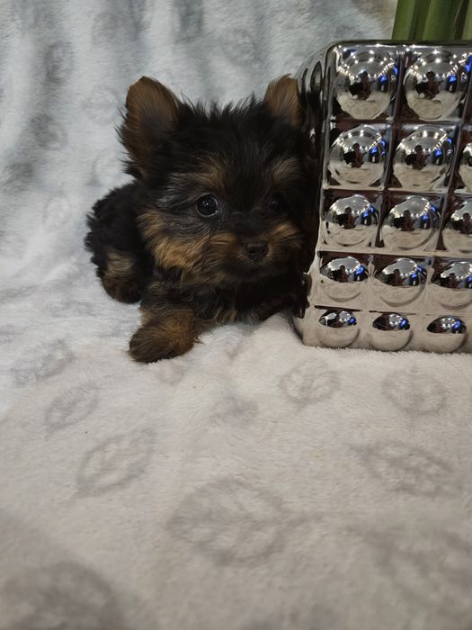 Sunia york z Rodowodem do odbioru