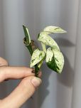 Epipremnum Pinnatum marble sadzonki