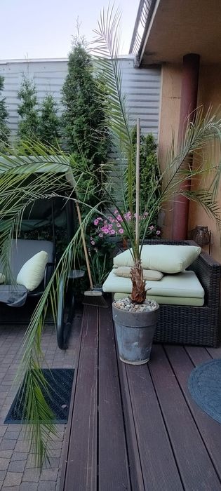 Duża palma daktylowa