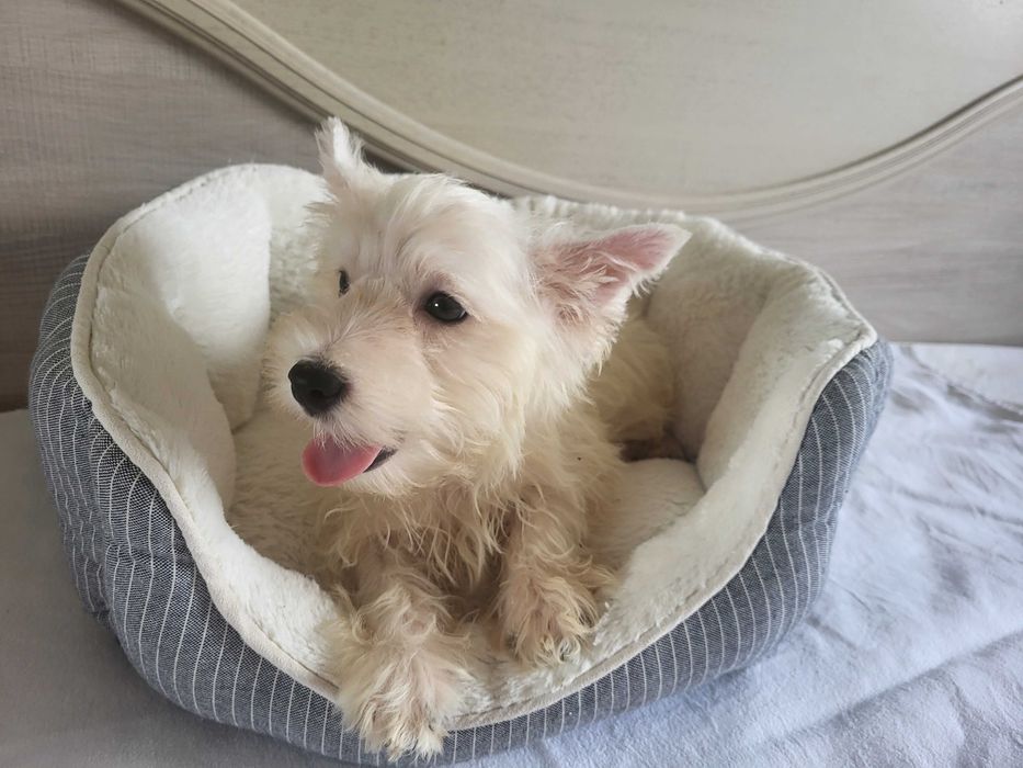 Цуценята Вест Хайленд Уайт Терьер