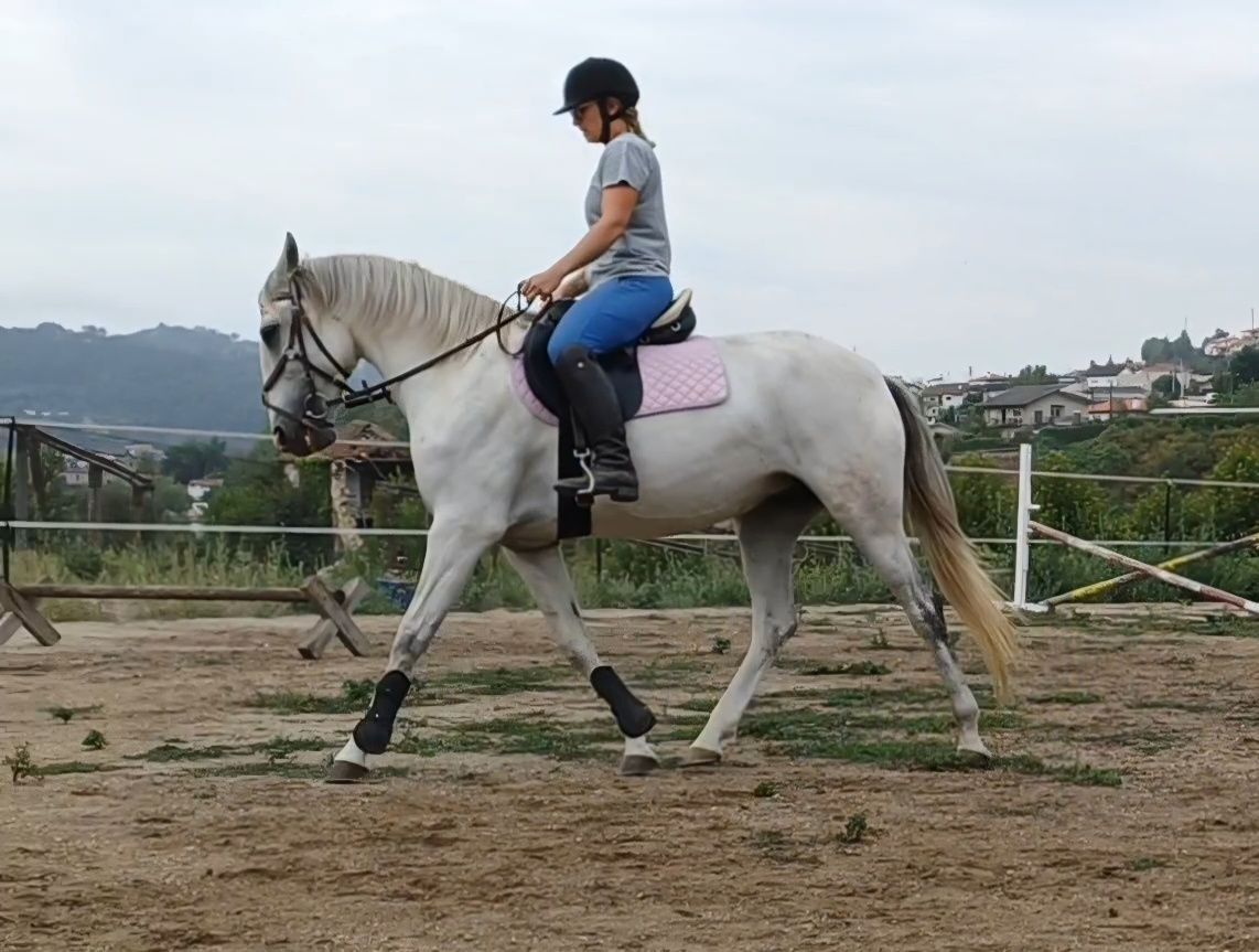Égua 7 anos salta bem