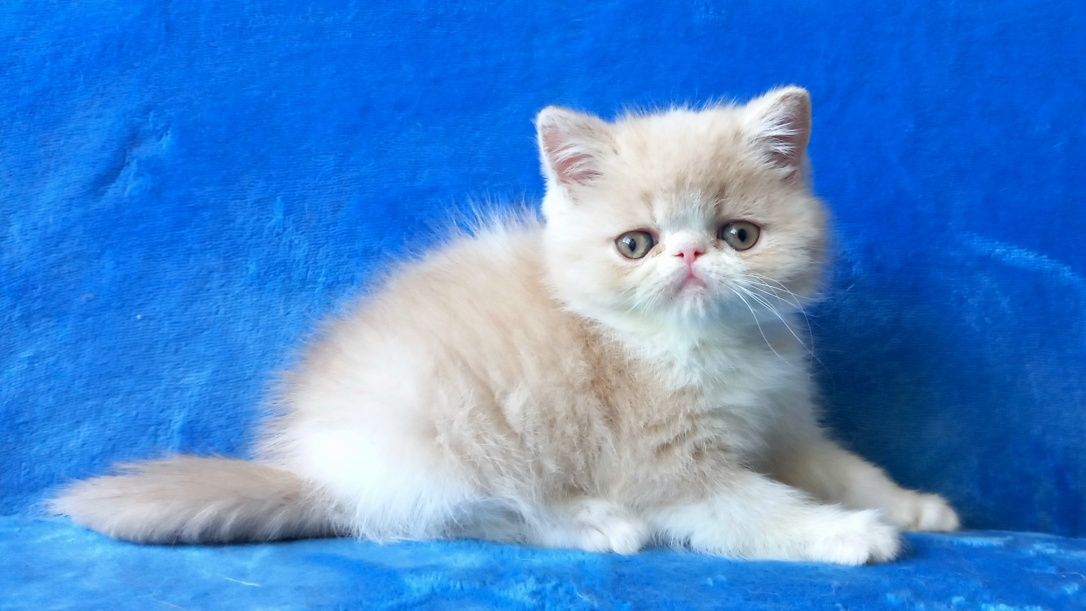 Продаются котята экзоты