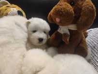 Samoyed FCI Samojed ZKwP
