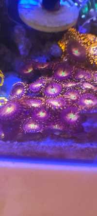 Zoa purple bee akwarium morskie koralowiec