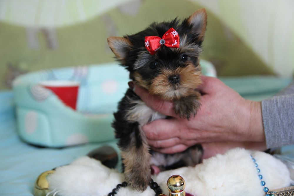 Хлопчики та дівчатка йорки