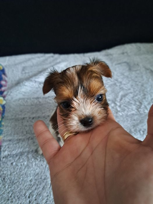 Yorkshire terrier REZERWACJA