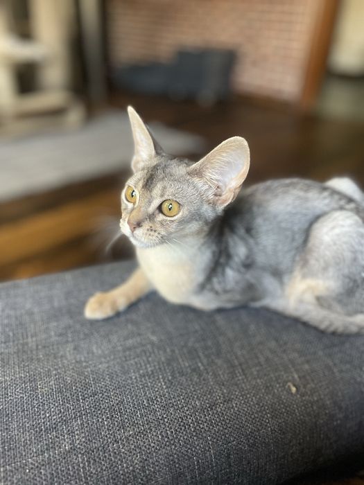 Kot Abisyński SREBRNY- rodowod WCF po Grand International Chempionie