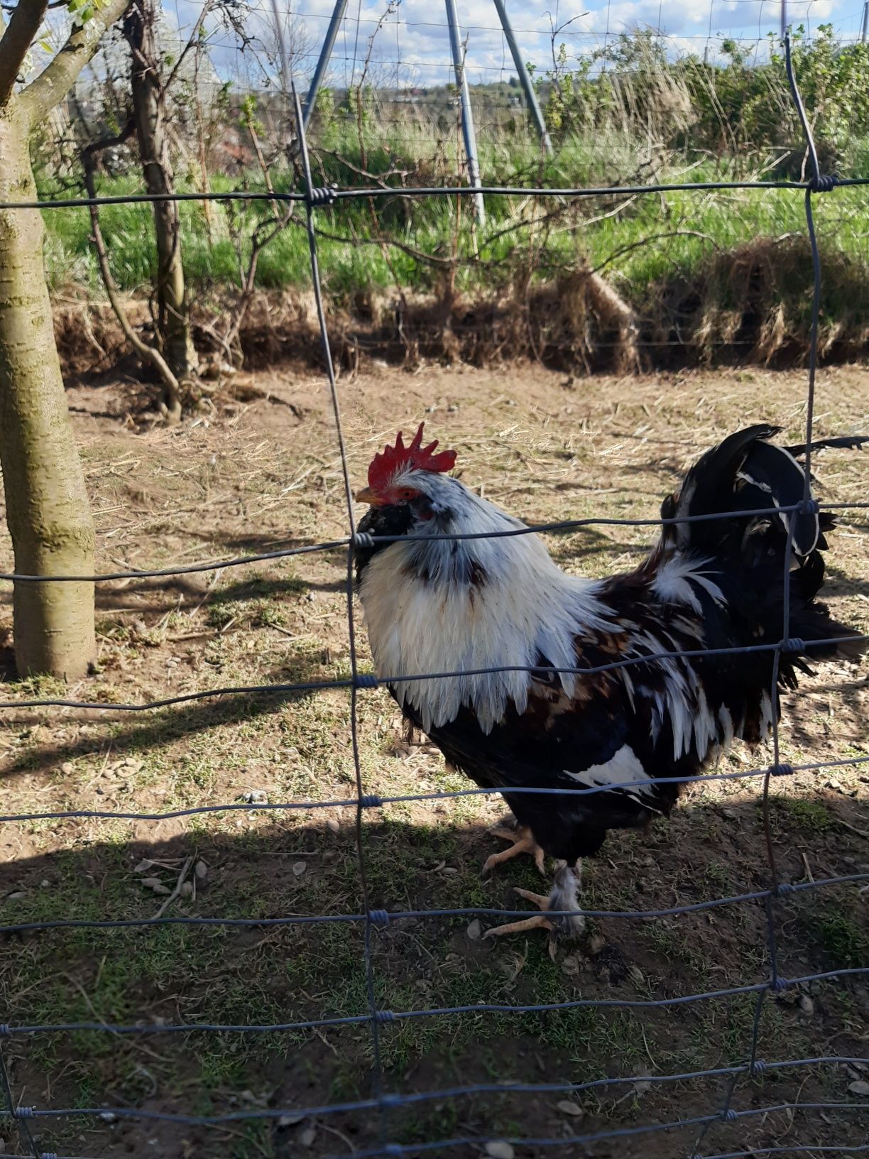 Jaja lęgowe faweroli