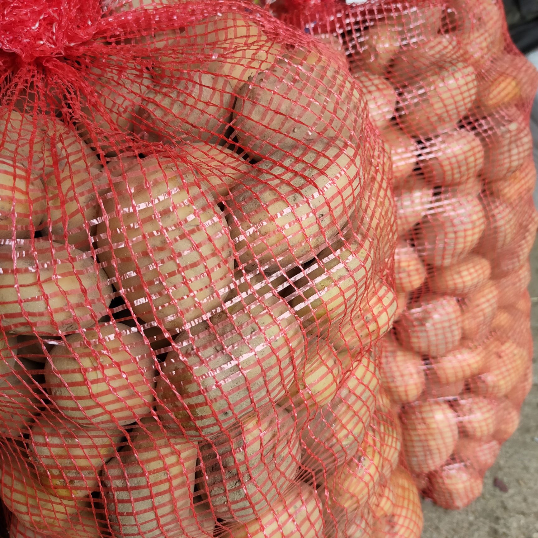 QUASE ESGOTADA| Batata de Montalegre.