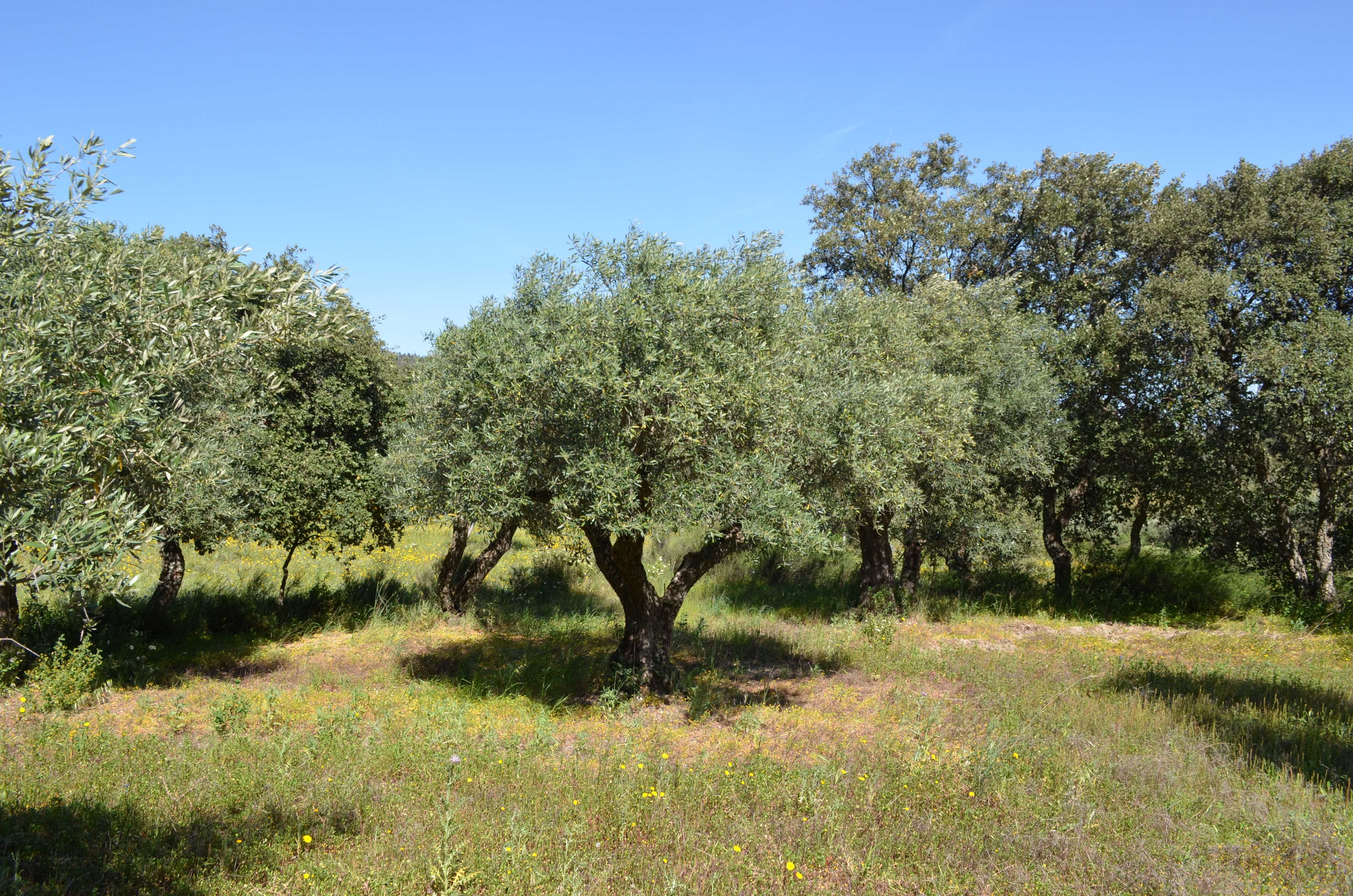 Árvores - Oliveiras antigas Fundão