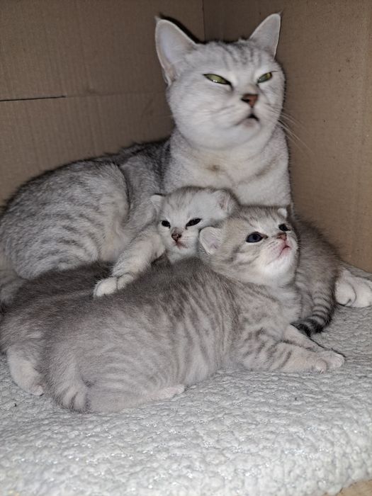 Кошенята на Миколая СРІБНА ШИНШИЛА неймовірні кошенята