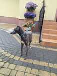 Chart angielski whippet pies