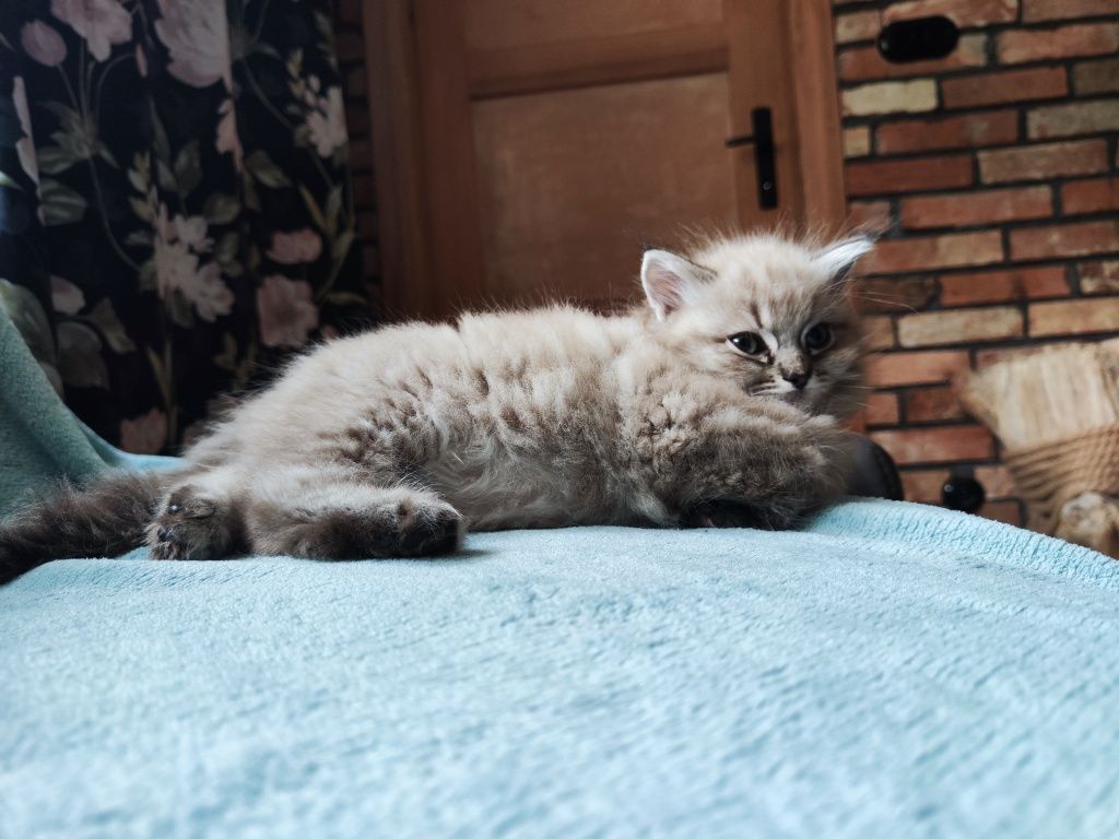 Ragdoll linx mink kotka