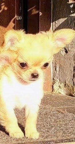 Chihuahua długowłosa chłopczyk piesek biszkoptowy kremowy malutki