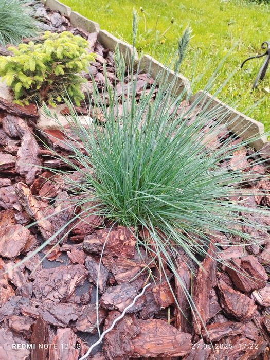 Садові квіти ,костриця ,хости ,меліса,т.і