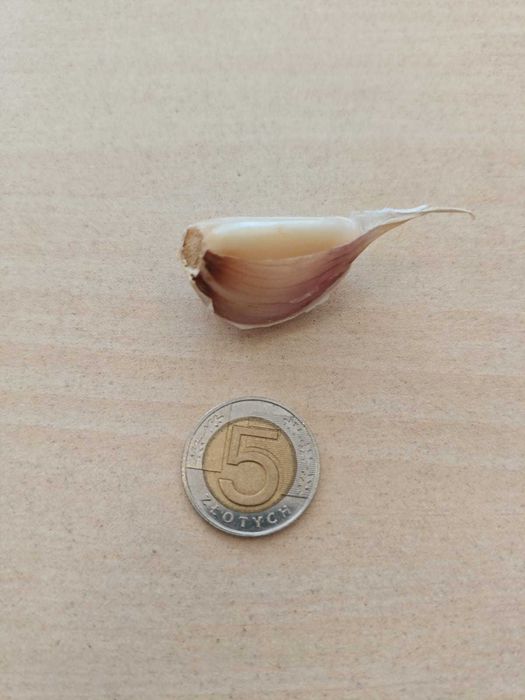 Czosnek do sadzenia Harnaś ząbki