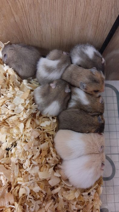 Chomiki chomiczki chomik syryjski małe młode