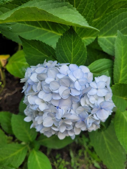 Гортензия крупнолистная Madame Emile Mouillere (мадам Эмили Мулье)