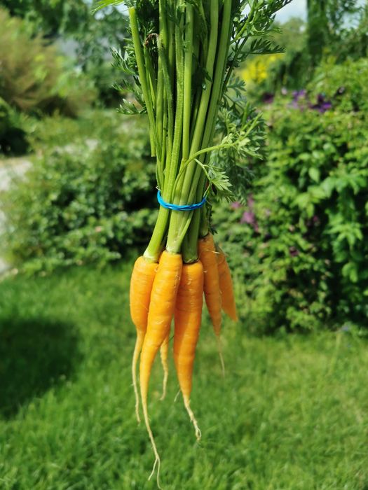 Marchew 5kg wysyłka