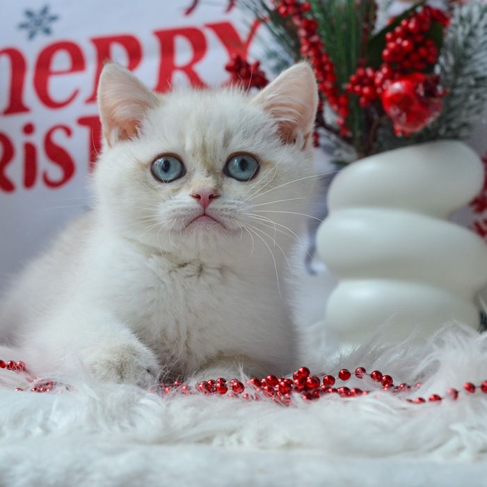 Британський красунчик