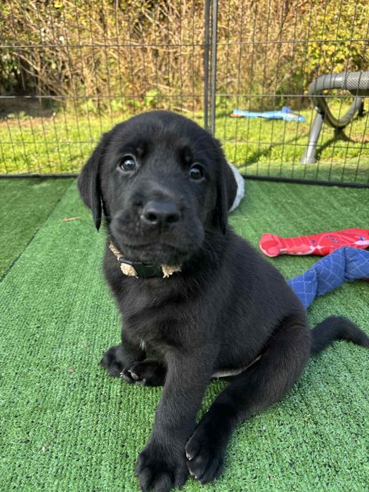 Labrador Retriver