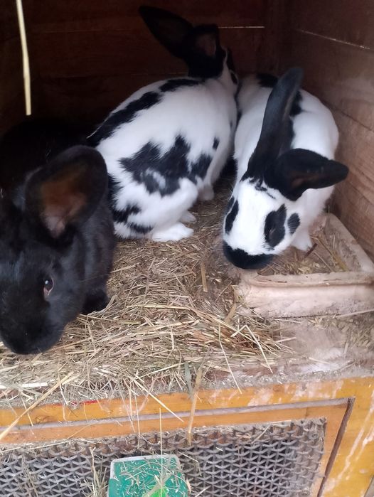 Królik samice i samce