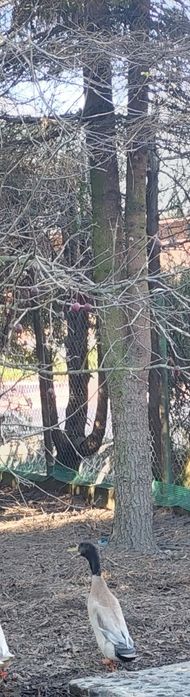 Młode kaczory biegusy z maja 2025