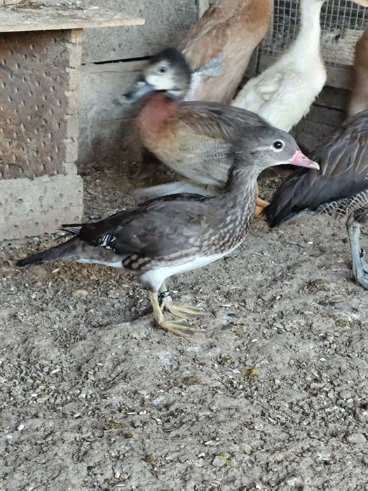 Fêmeas de Pato Mandarim