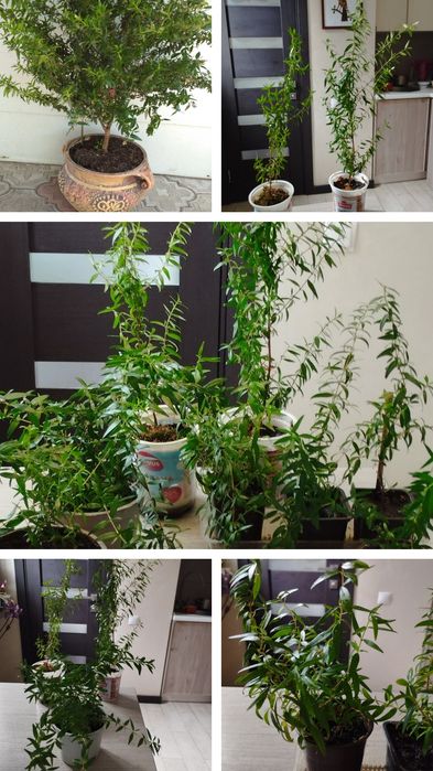 Мирт комнатный, мелколистный