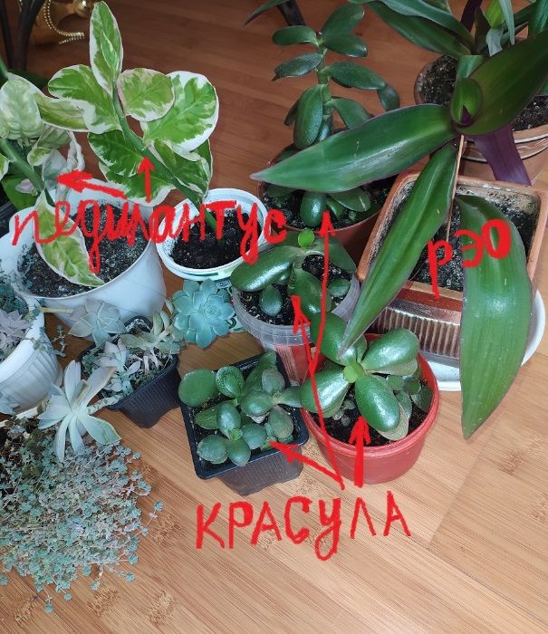 Комнатные цветы: педилантус, молочай,плектрантус,отростки укорененные