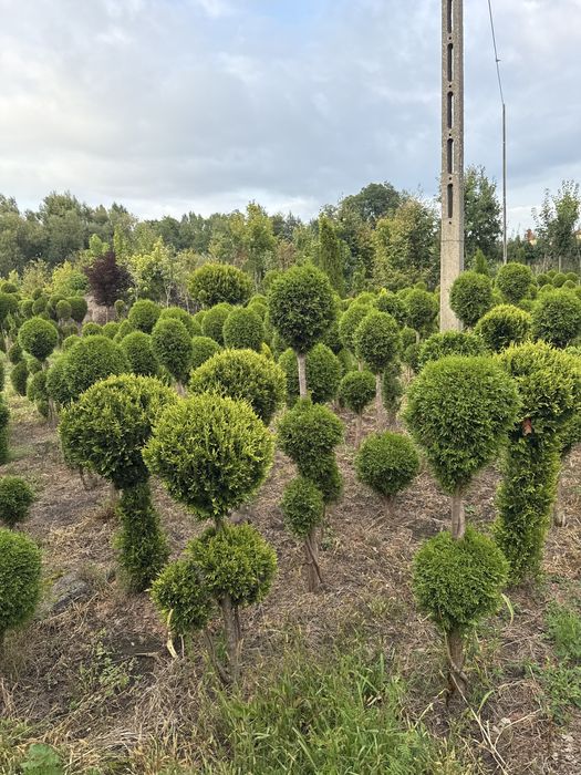 Tuja Szmaragd formowana 130cm