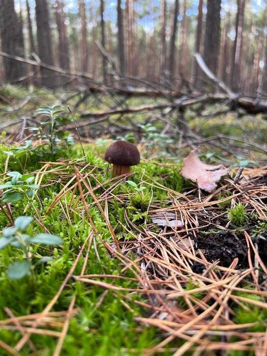 Domek nad jeziorem Kuźnickim w miejscowości Boruja