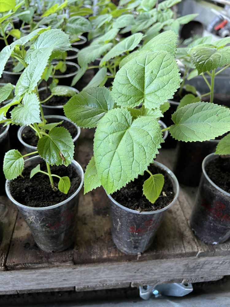 Paulownia elongata
