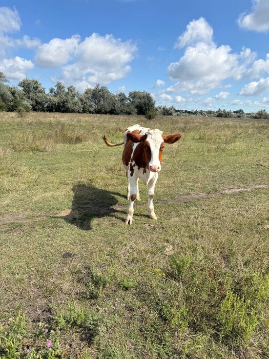 Продам молоду теличку