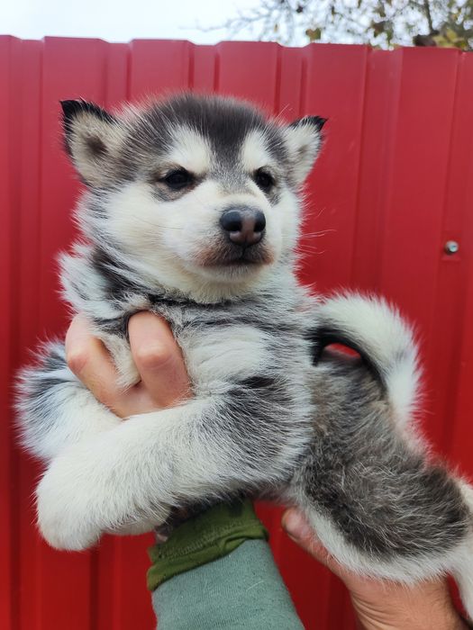 Продам. В наявності