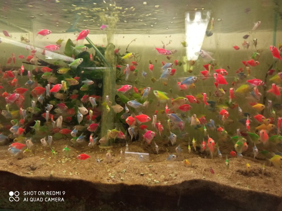 Rybka ryba tetra różne kolory żałobniczka