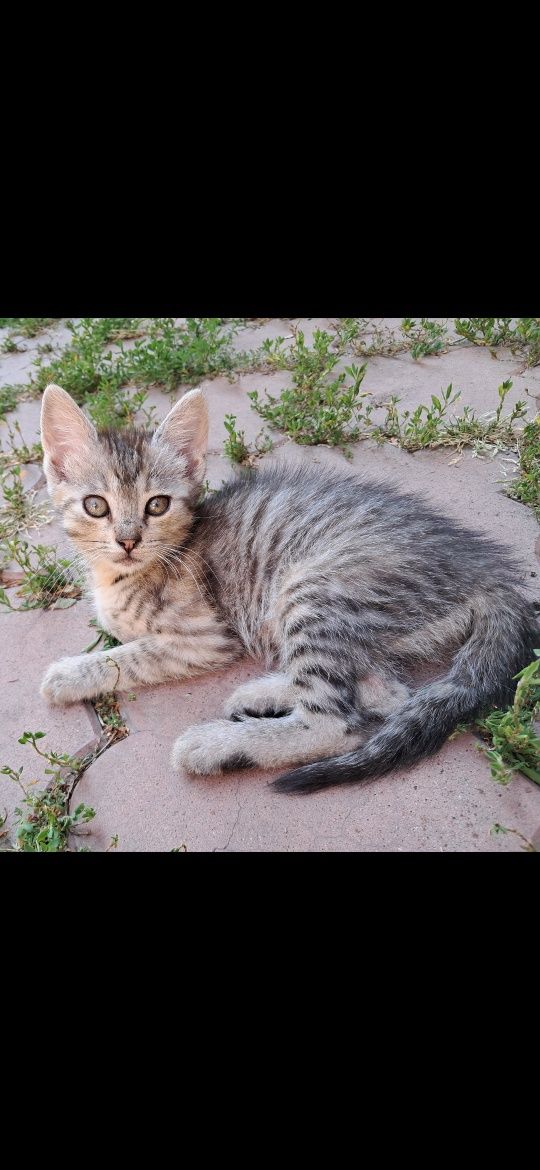 Кошеня котики висловухі безкоштовно Мала Виска