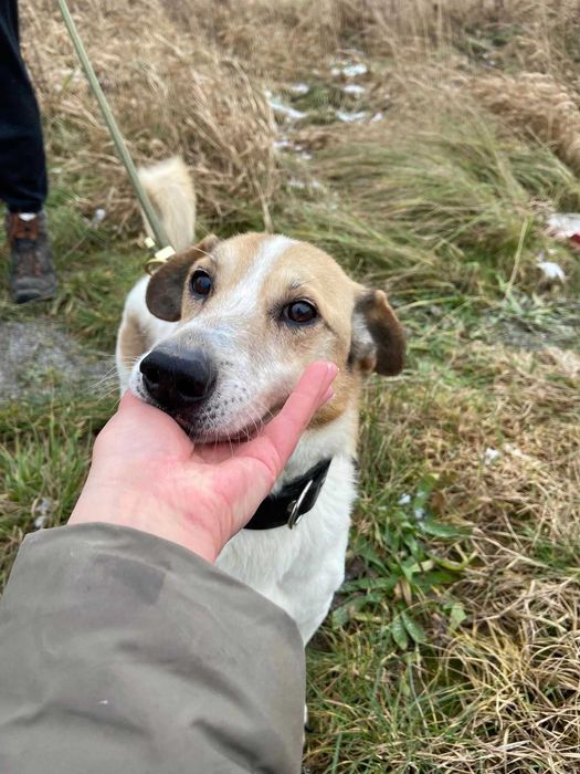 Psiak Vito czeka na domek pełen miłości