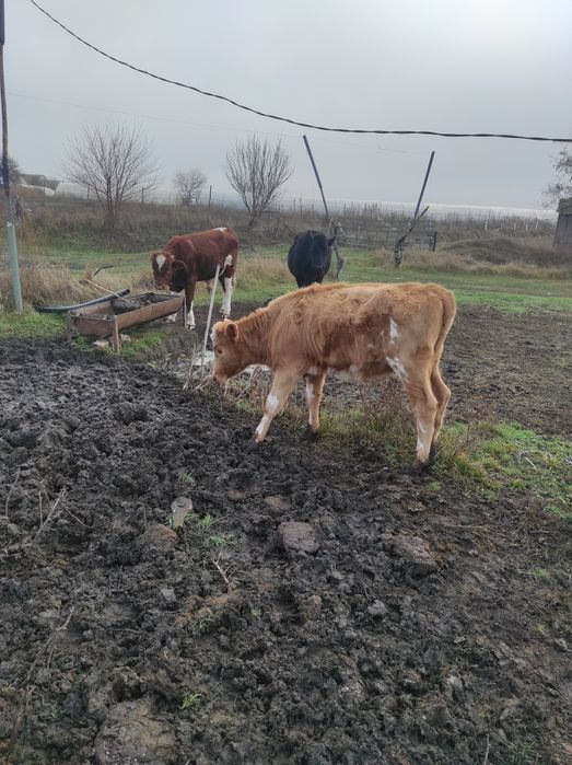 Продам тёлку 15000