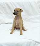Chart angielski whippet-suczka