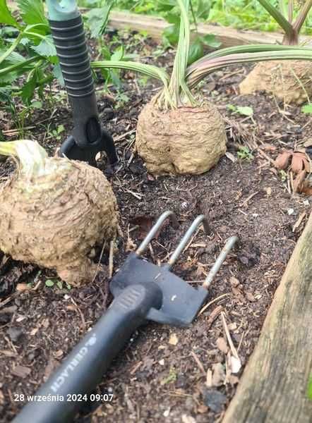 Zapraszam  po nasiona kolekcjonerskie warzyw i kwiatów