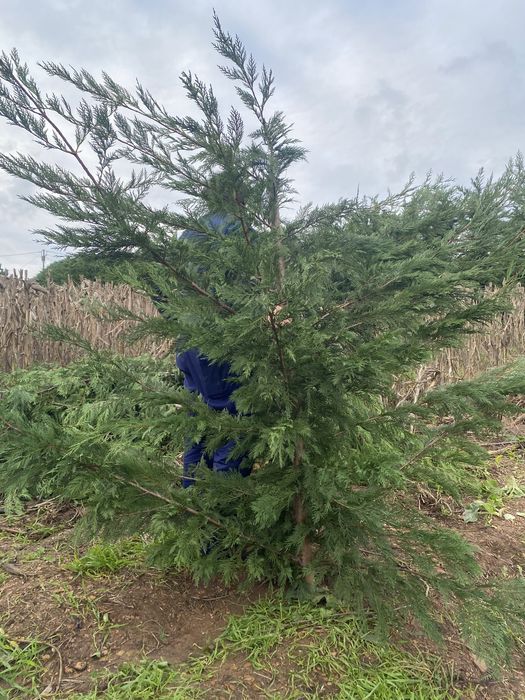 Vendo ARVORE DE NATAL natural