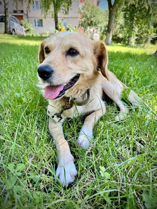 Рудий шукає дім!