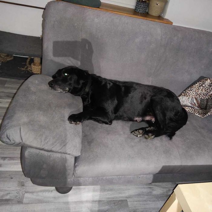 Do adopcji Cola !