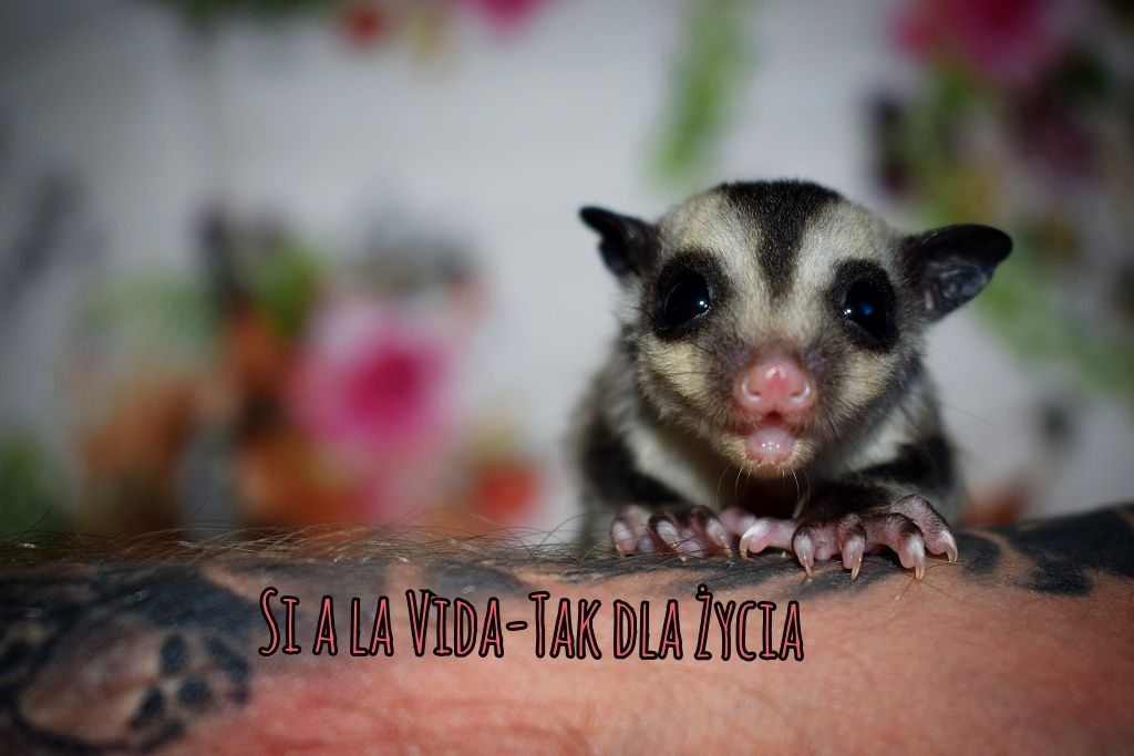 Lotopałanka, lotopałanki, sugar glider