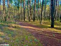 Działka leśna nad Pilicą-Ostrów gm. Aleksandrów