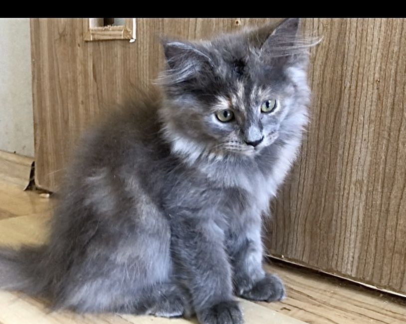 Maine Coon cudna kotka AZALIA