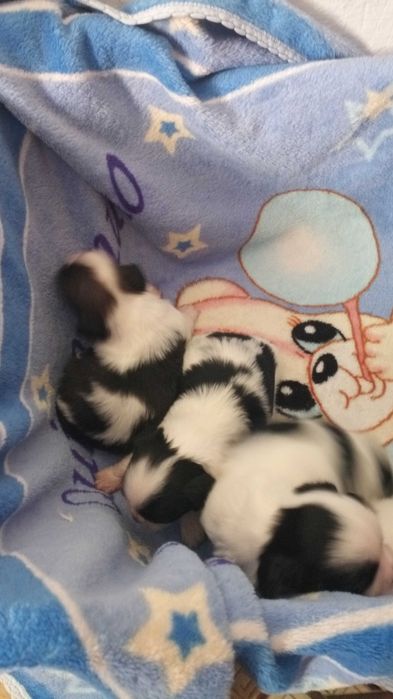 Щенята Ши-тсу 6000