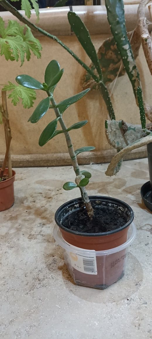 Rośliny doniczkowe - geranium, opuncja, aloes, grubosz