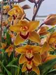 Orquídea  com 6 hastes de flor